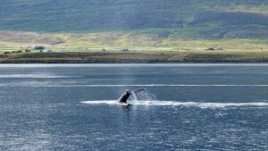 walvis safari